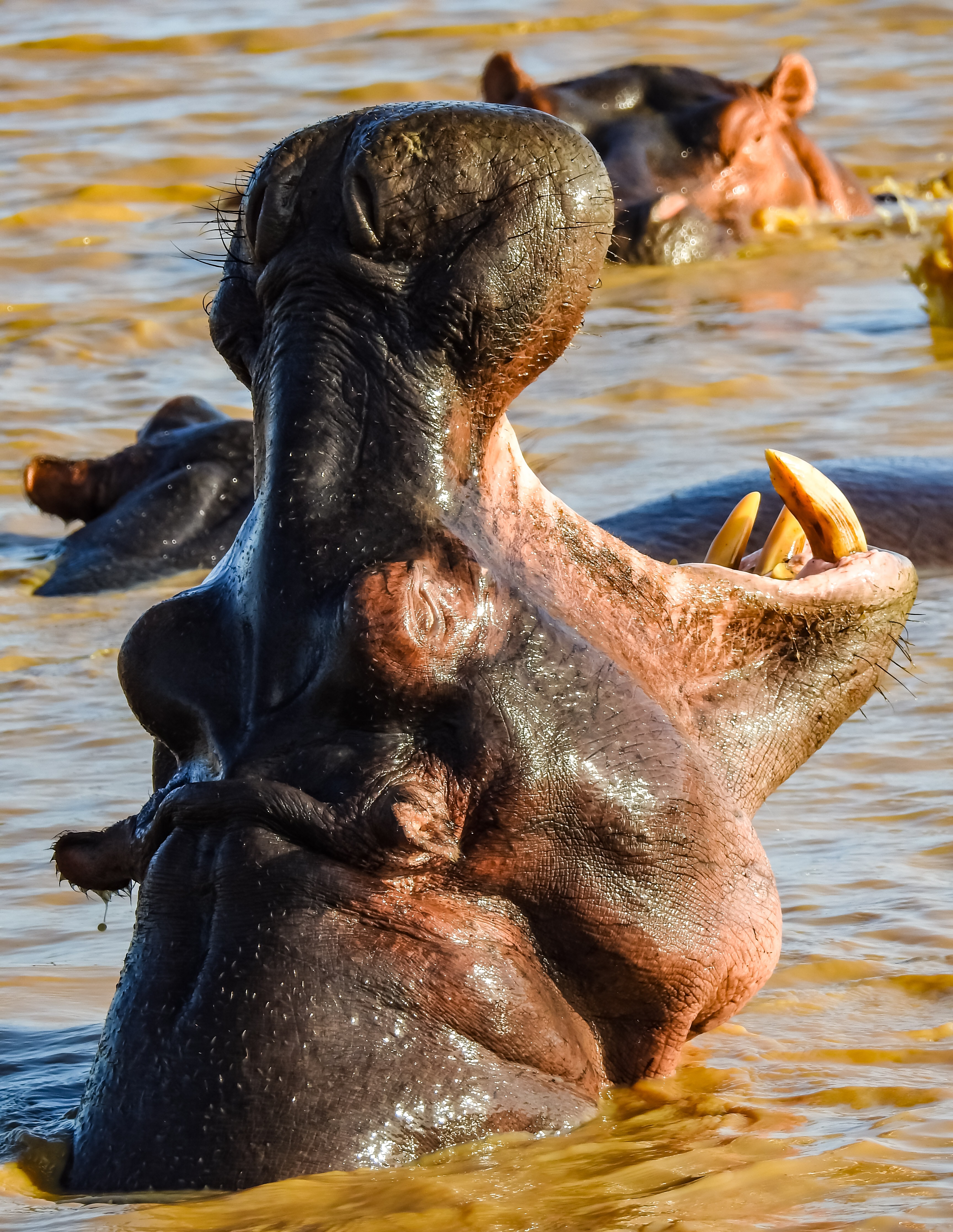 The plural of hippopotamus is hippopotamuses or hippopotami